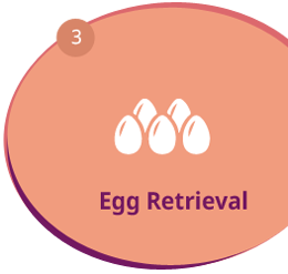 Egg Retrieval