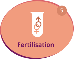 Fertilisation