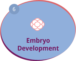 Embryo Development