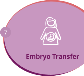 Embryo Transfer